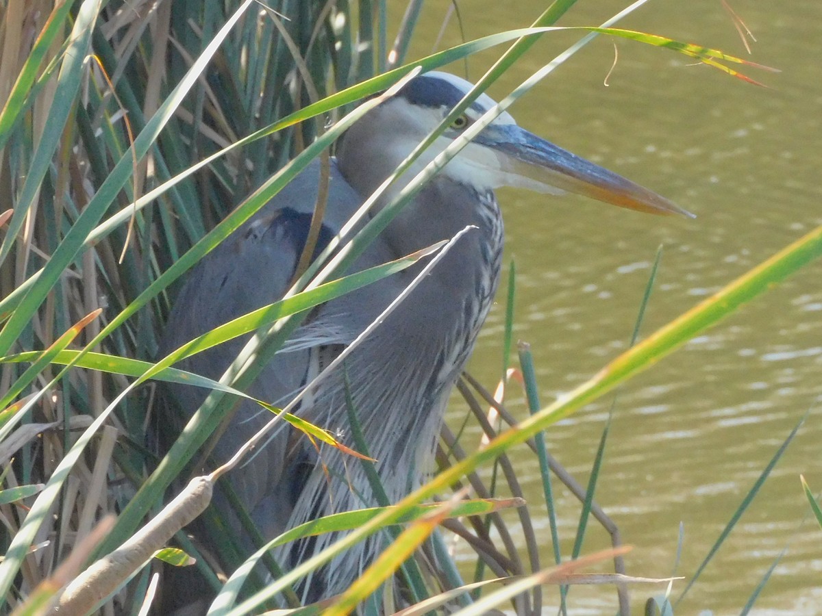 Great Blue Heron - ML645857962