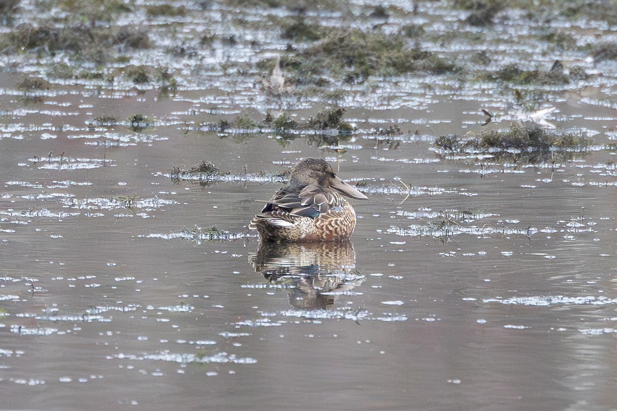 lžičák pestrý - ML645857970