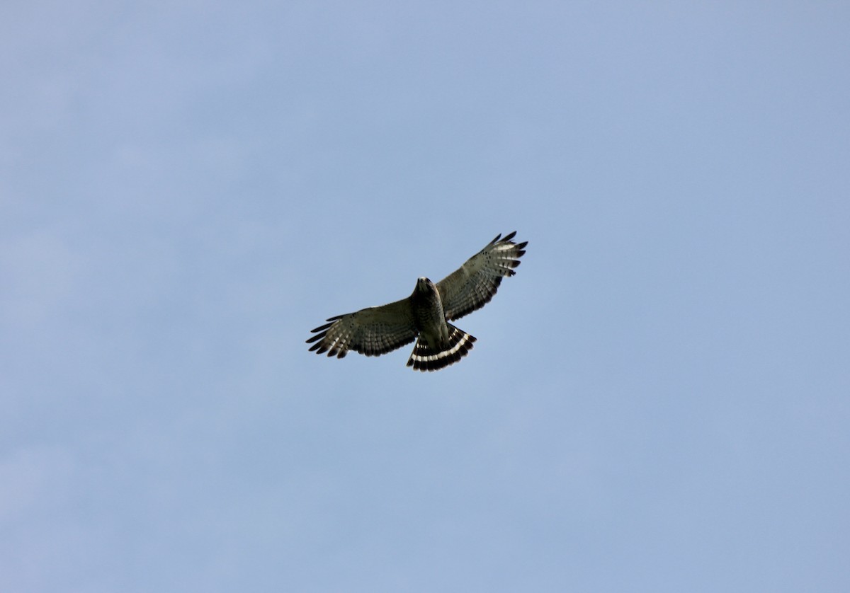 Канюк ширококрилий - ML645857994