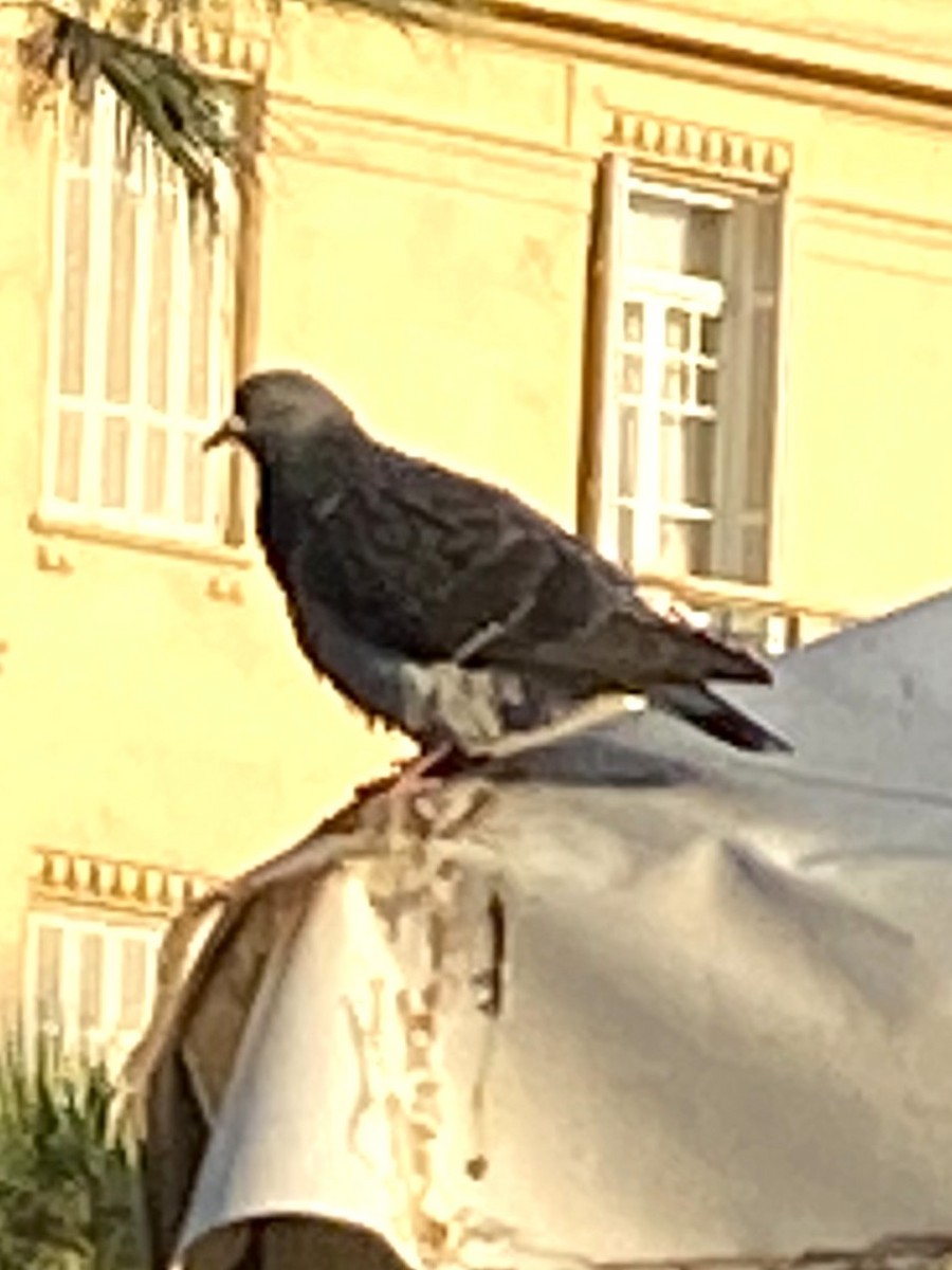 Kaya Güvercini (evcil tip) - ML645858004