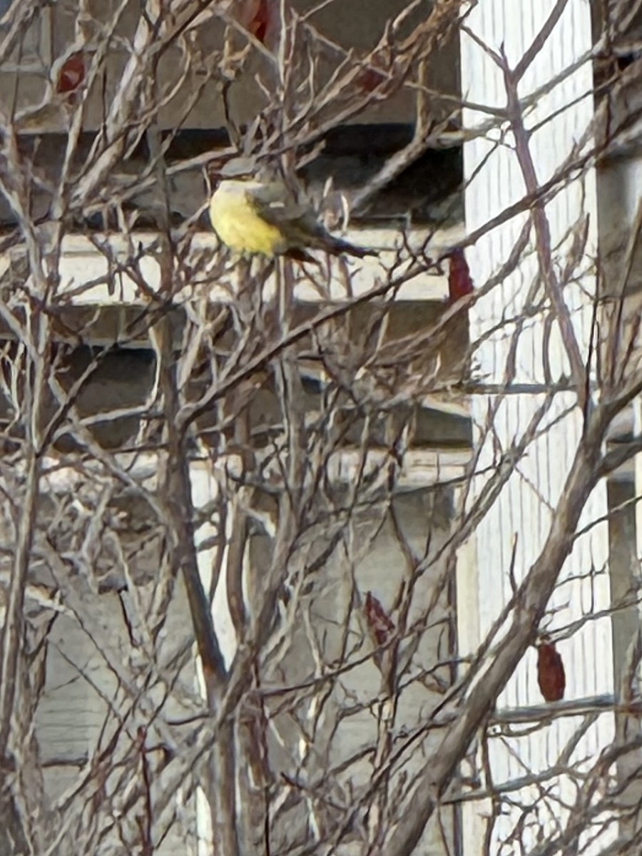 Western Kingbird - ML645858008
