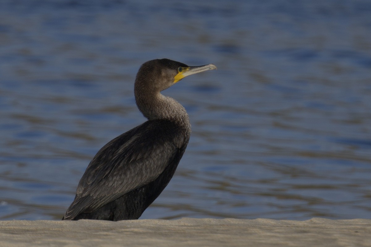 Great Cormorant - ML645858013