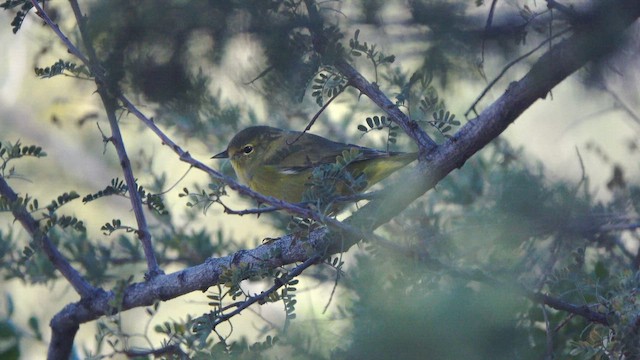 Orange-crowned Warbler - ML645858018
