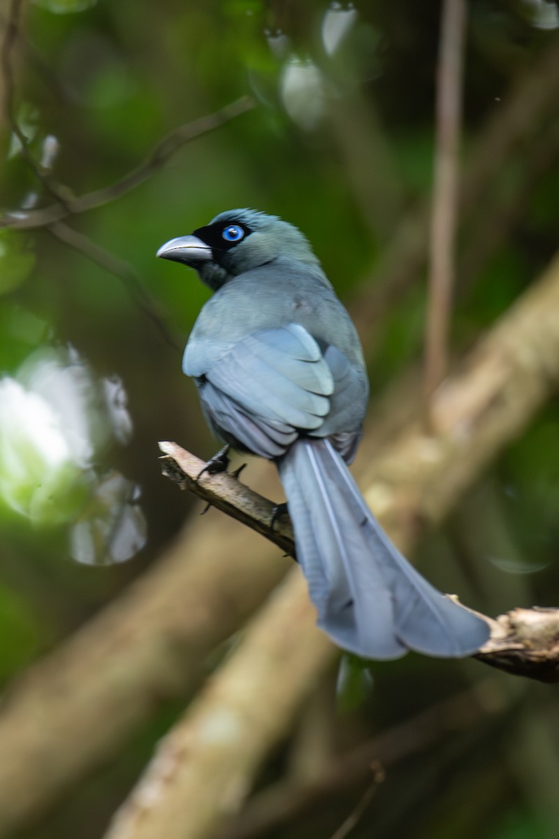 Ракетохвостая сорока - ML645858020