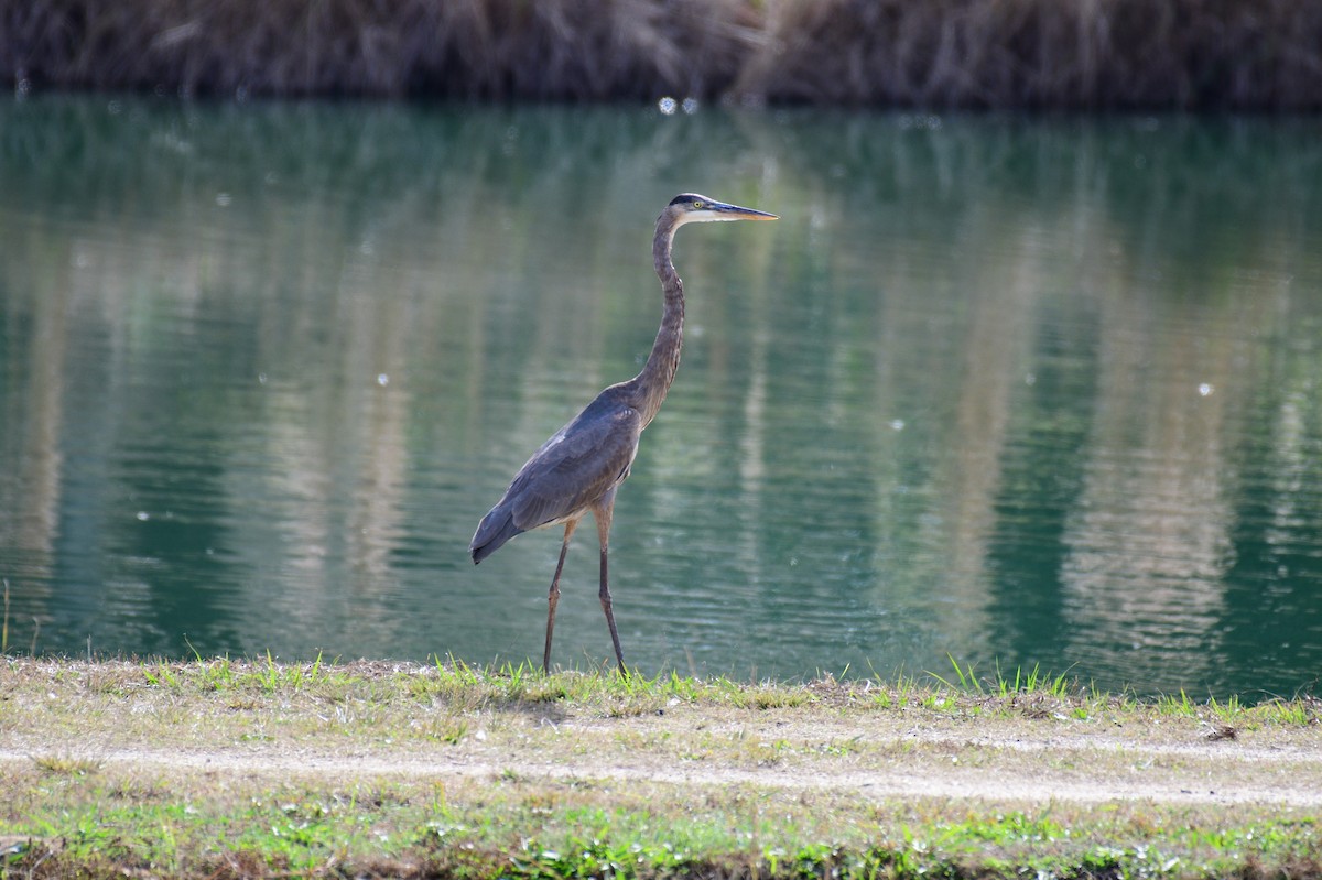 Great Blue Heron - ML645858024