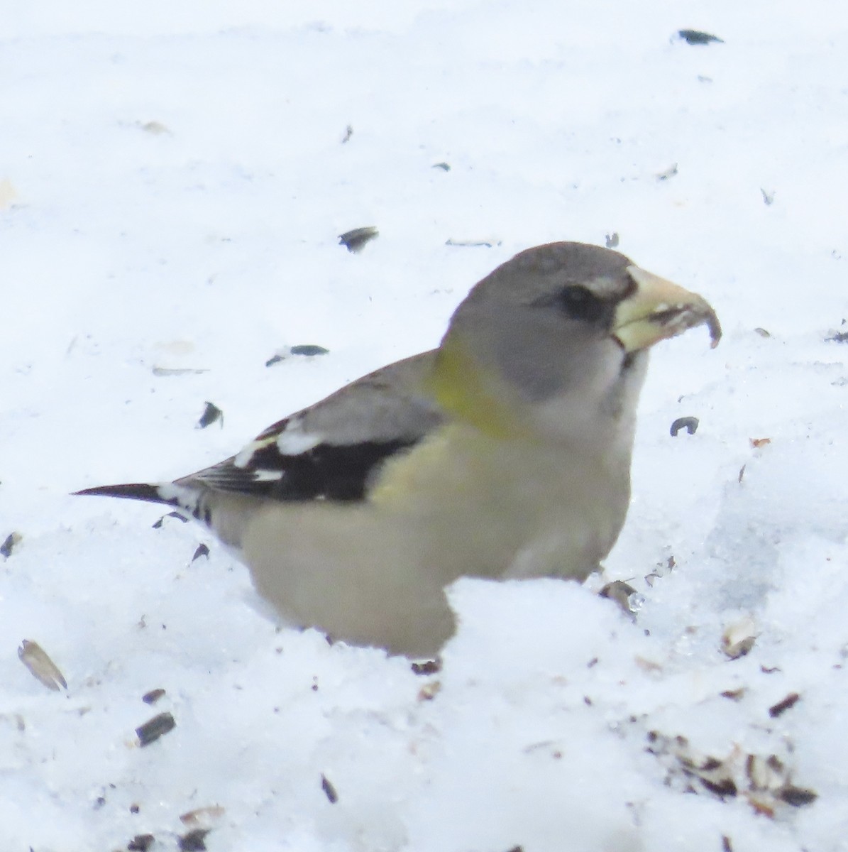 Evening Grosbeak - ML645858025