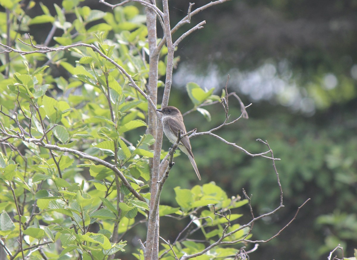 Eastern Phoebe - ML645858030