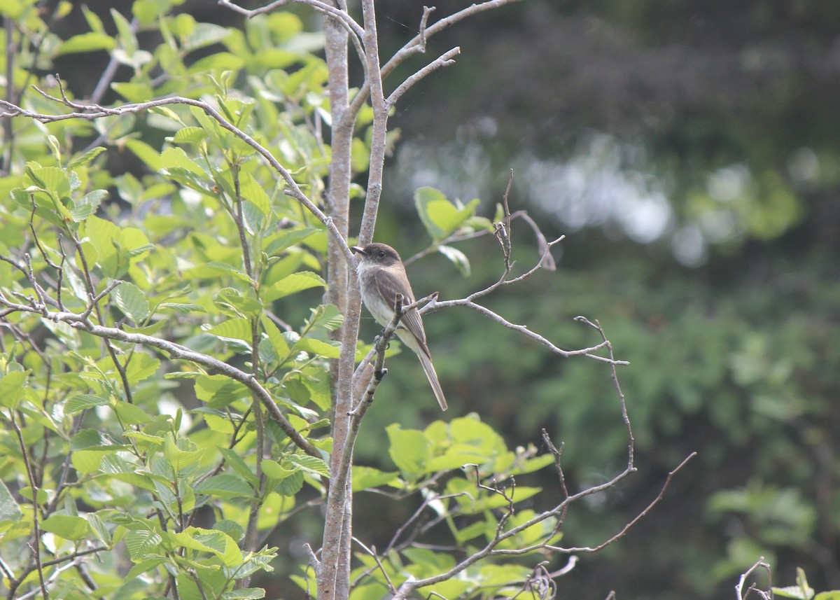 Eastern Phoebe - ML645858031
