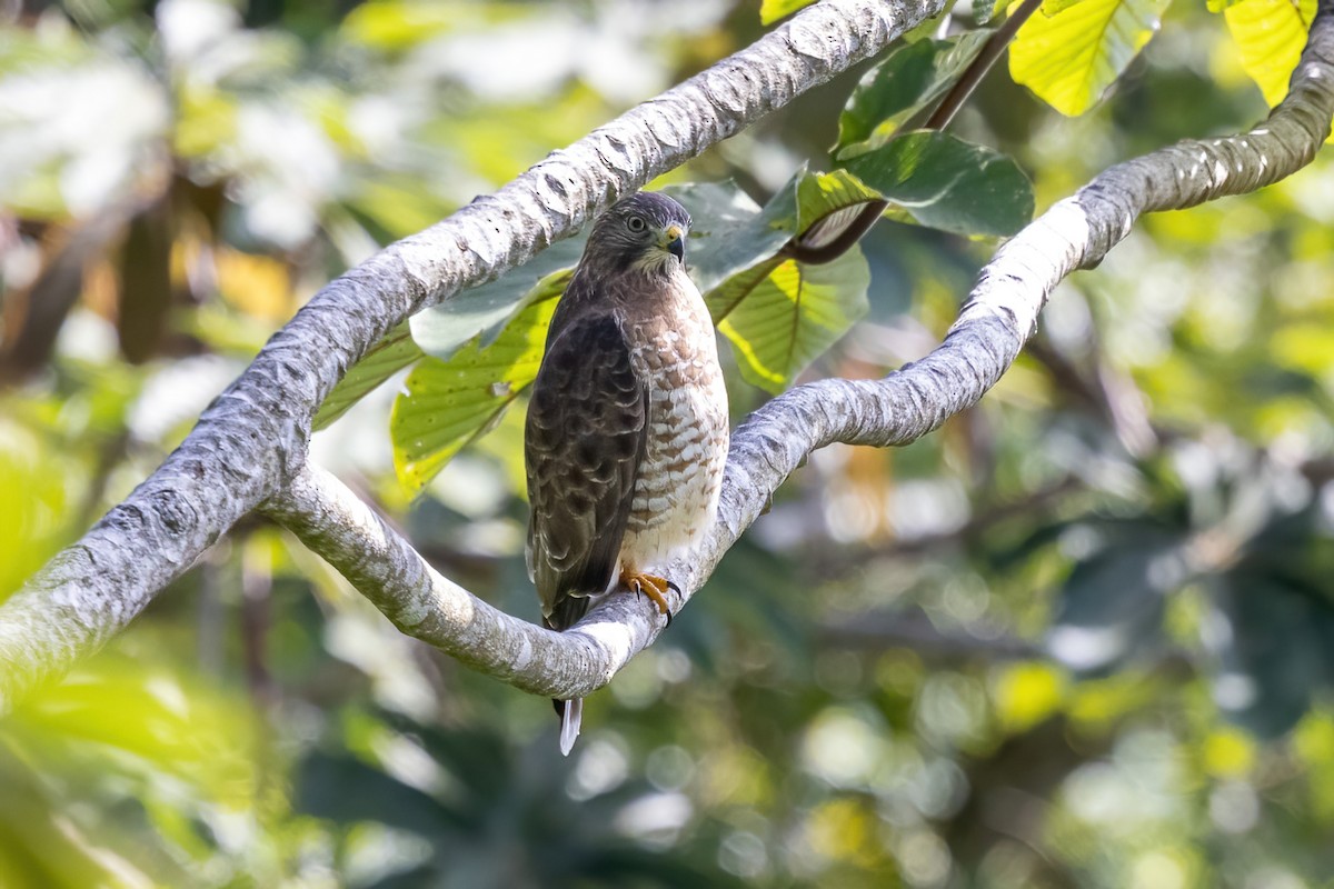 Канюк ширококрилий - ML645858035