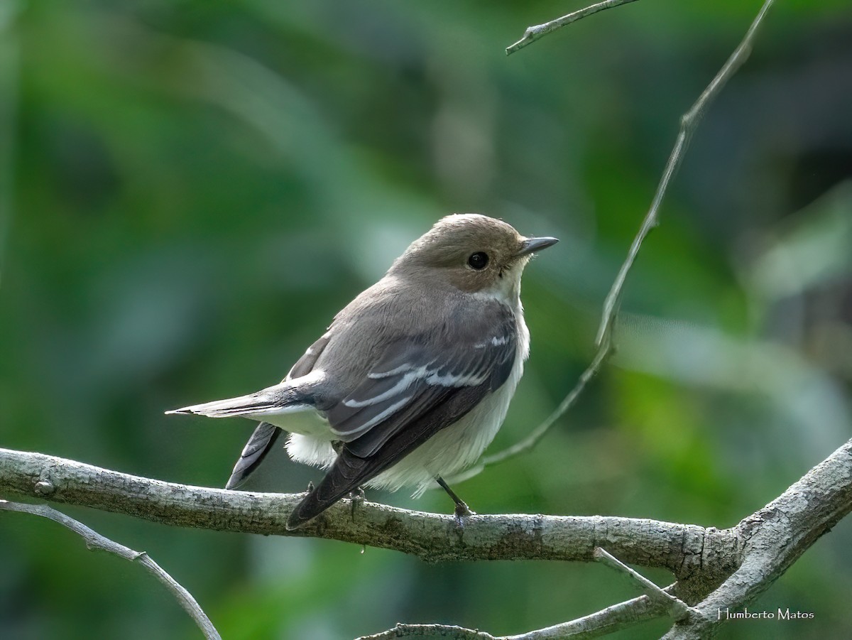 European Pied Flycatcher - ML645858036
