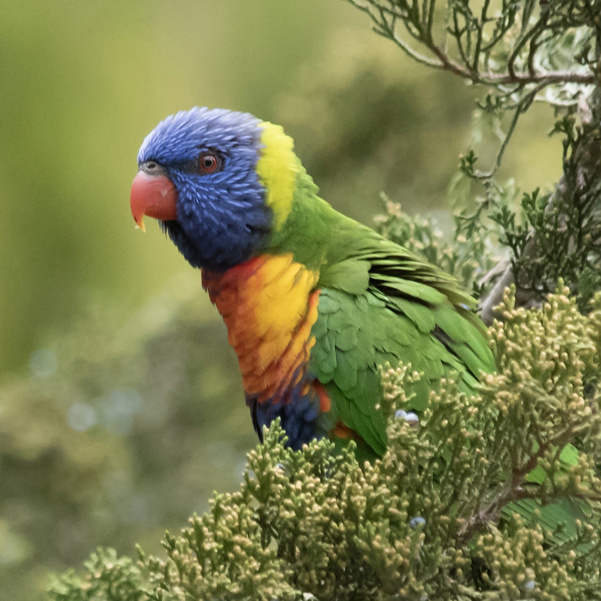 Rainbow Lorikeet - ML645858038