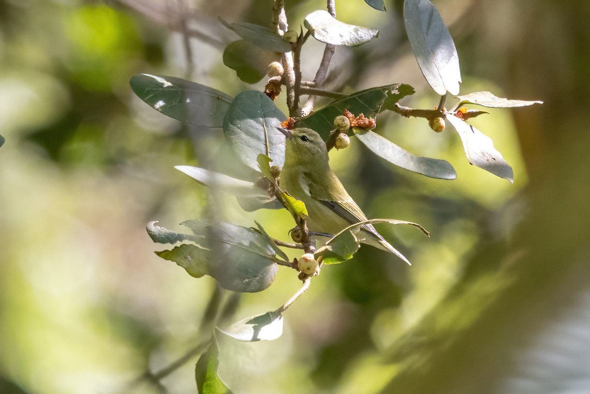 Tennessee Warbler - ML645858039