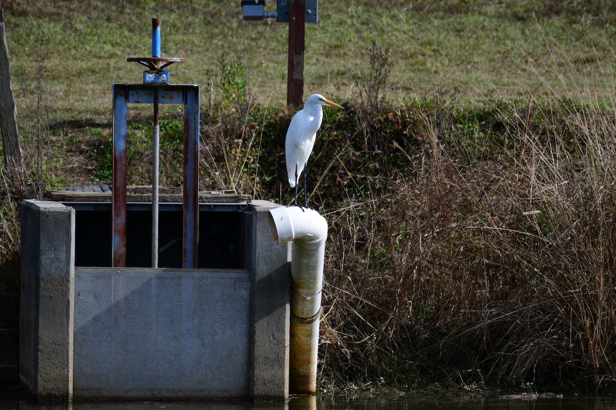 Great Egret - ML645858058