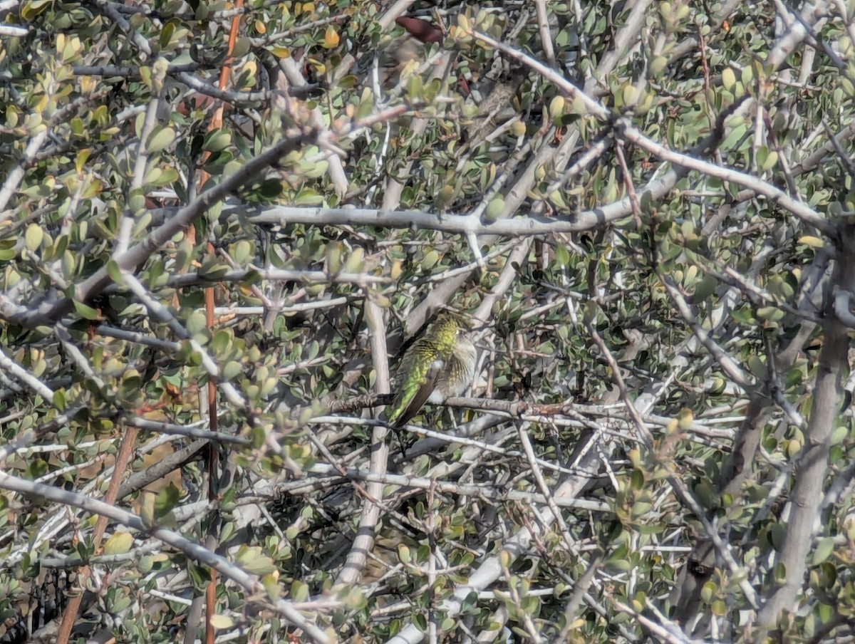 Anna's Hummingbird - ML645858059