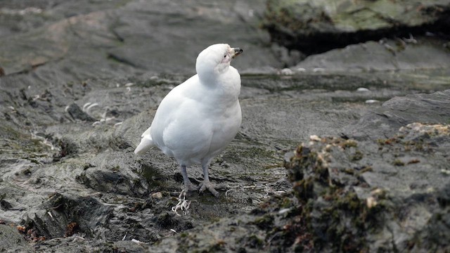 Snowy Sheathbill - ML645858060