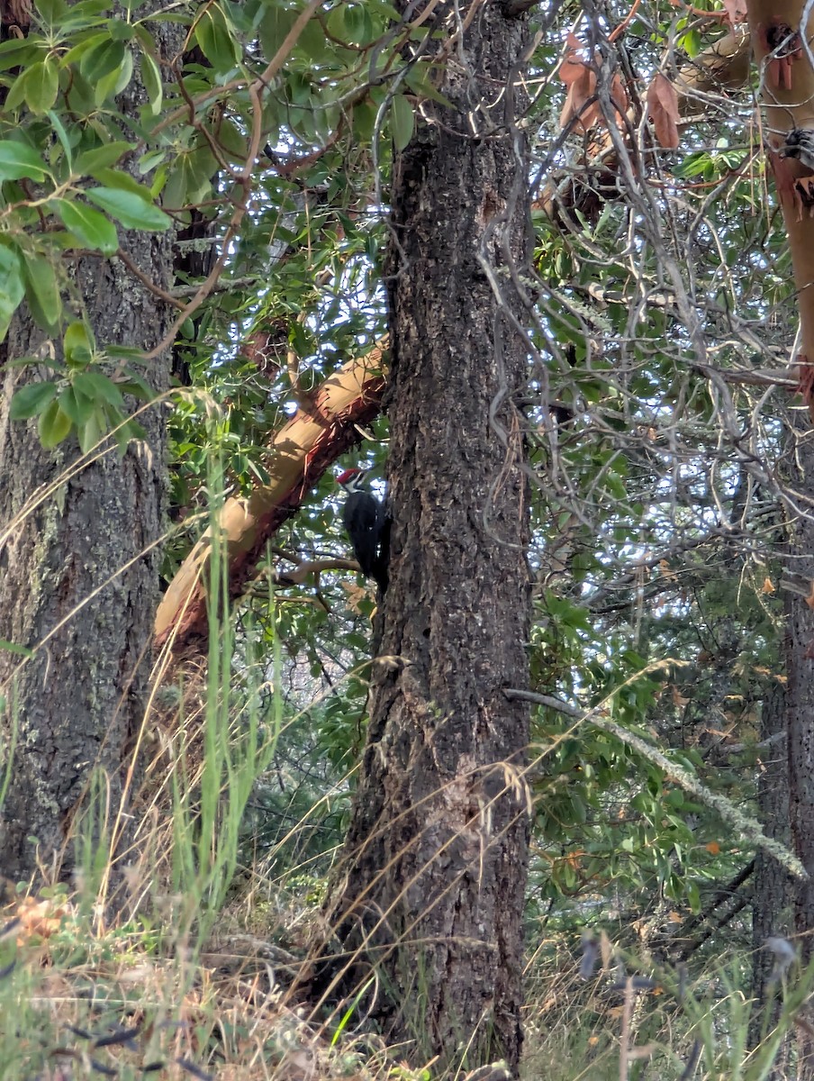 Жовна північна - ML645858068
