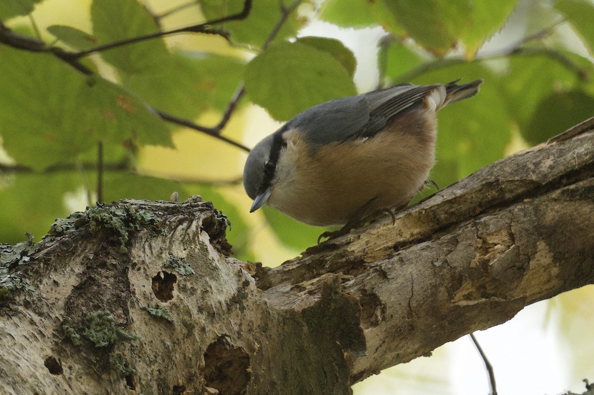 Eurasian Nuthatch - ML645858077