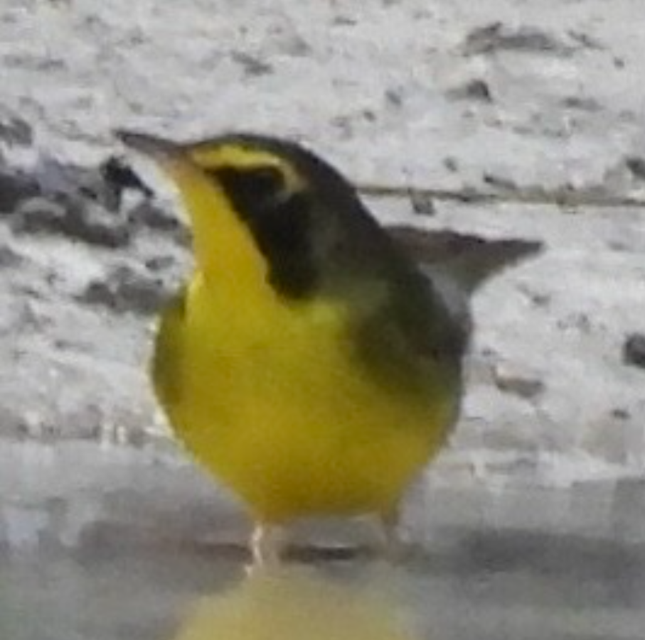 Kentucky Warbler - ML645858079