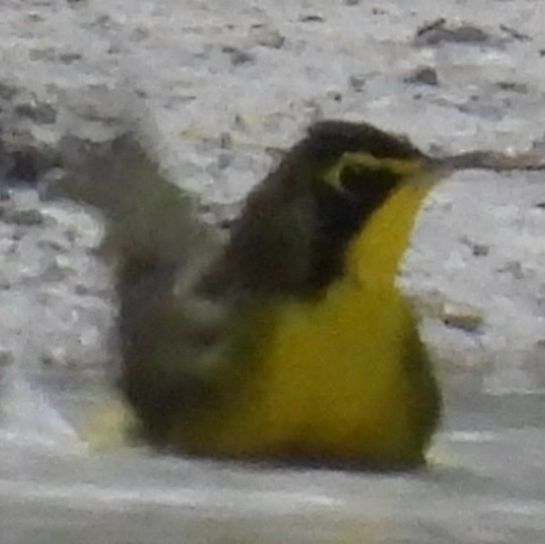 Kentucky Warbler - ML645858080