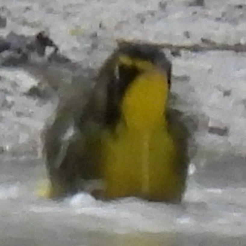 Kentucky Warbler - ML645858081