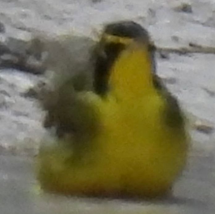 Reinita de Kentucky - ML645858082