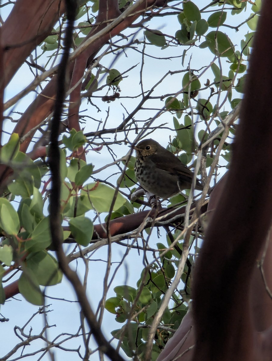 Hermit Thrush - ML645858084