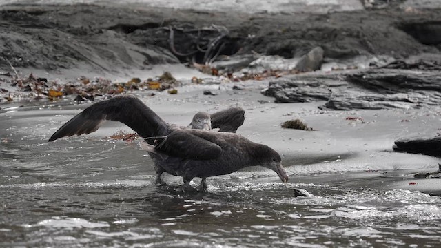 Abanto Marino Subantártico - ML645858085