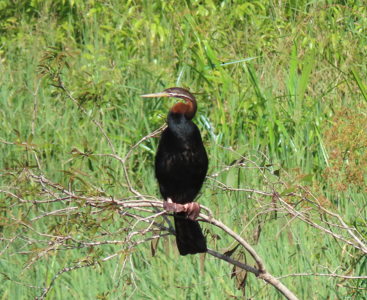 Australasian Darter - ML645858086