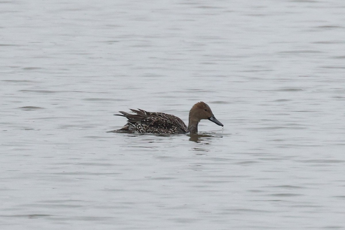 Northern Pintail - ML645858087