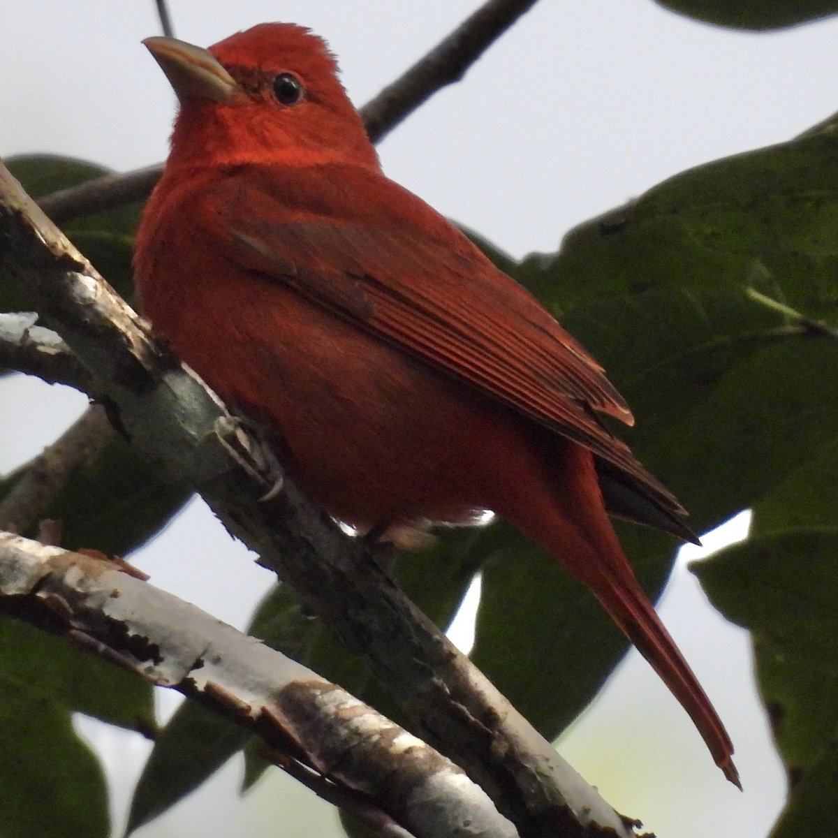 Summer Tanager - ML645858088