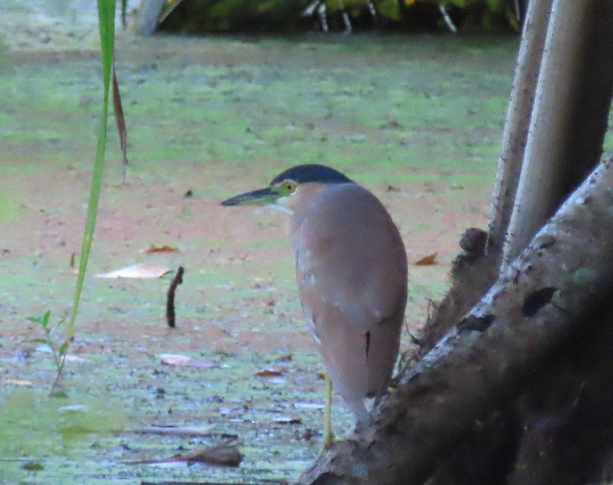 Nankeen Night Heron - ML645858090