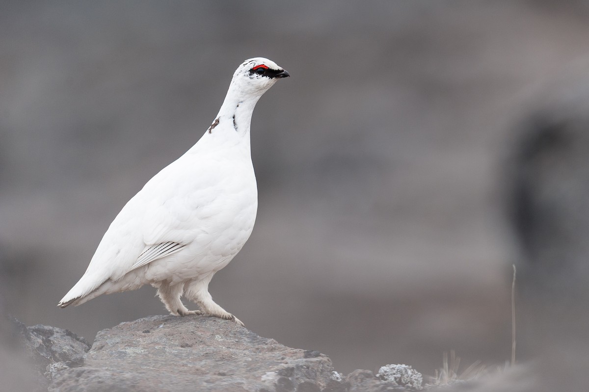 Rock Ptarmigan - ML645858091