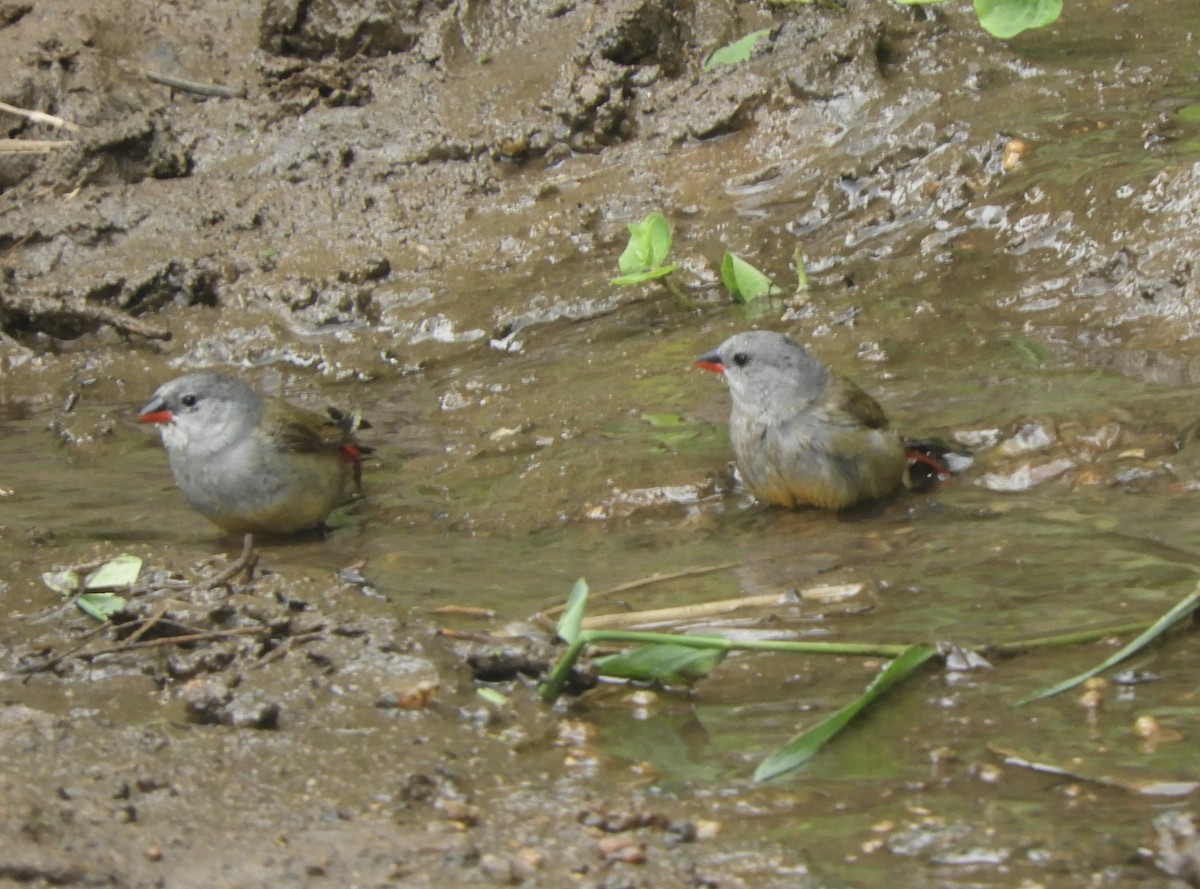Yellow-bellied Waxbill - ML645858093