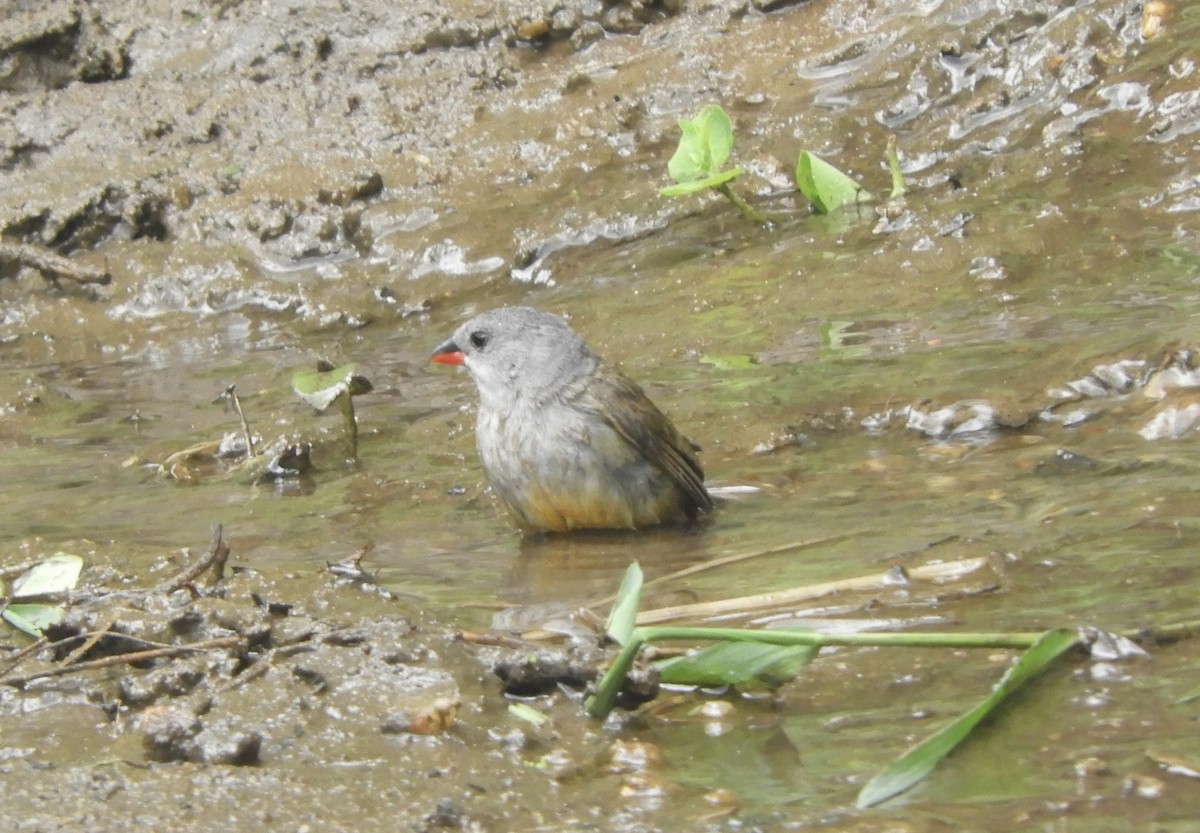 Yellow-bellied Waxbill - ML645858094