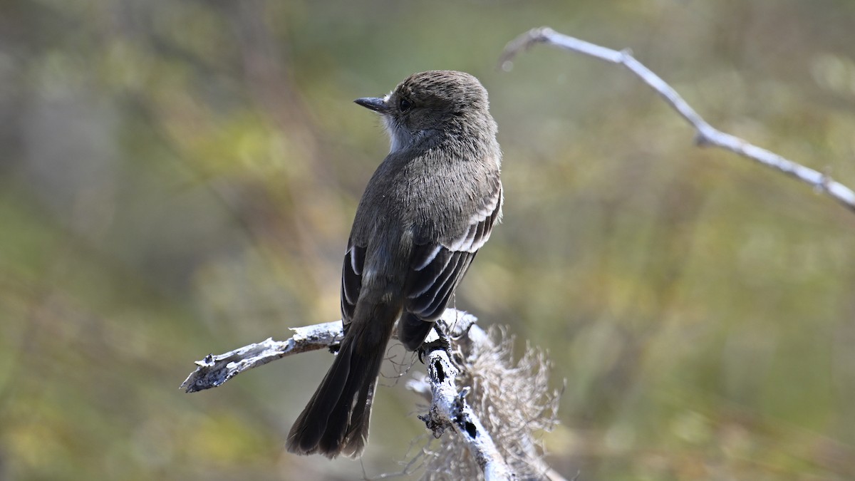 Galapagos Flycatcher - ML645858095