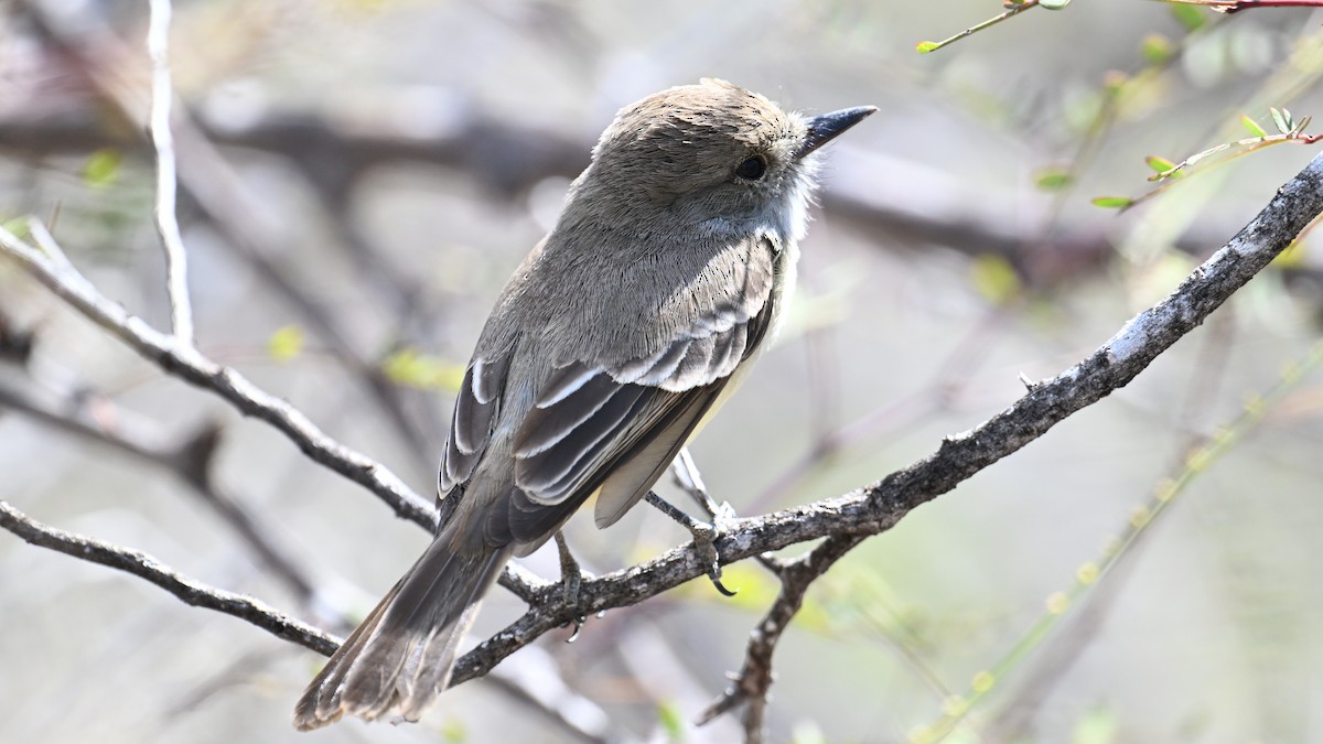 Галапагосский миарх - ML645858097