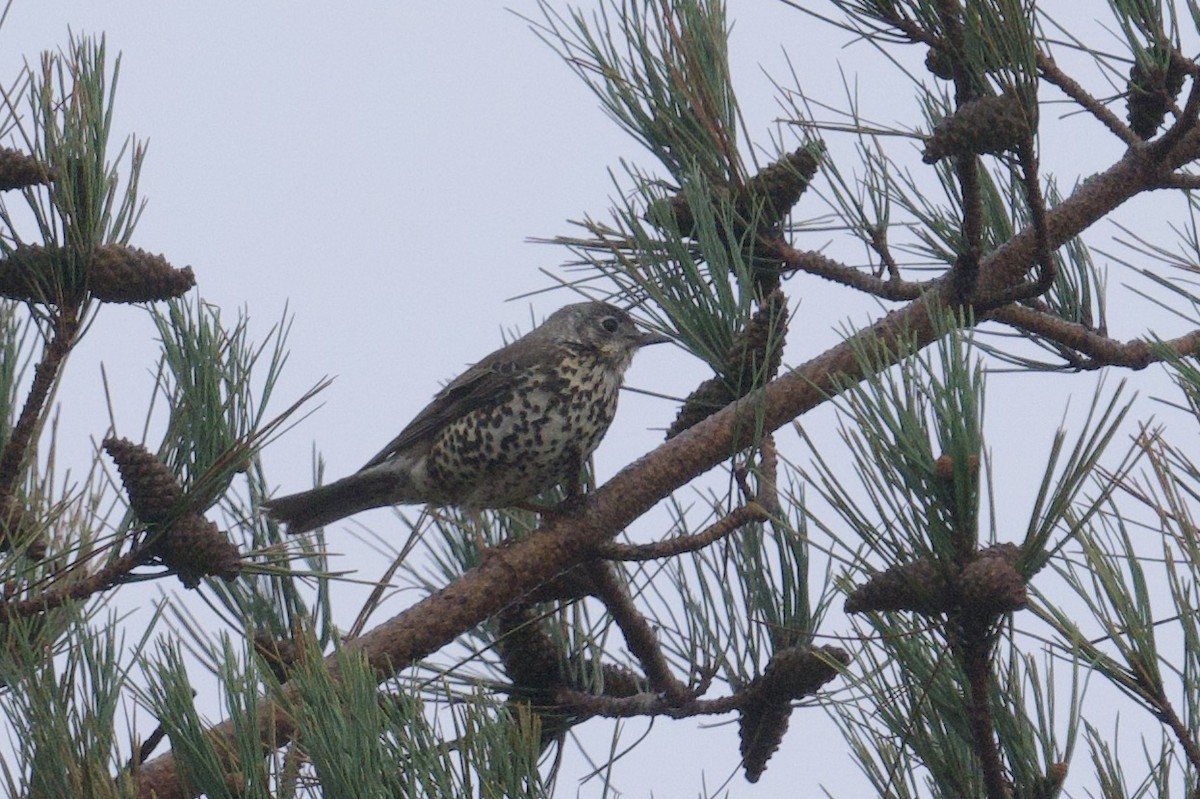 Mistle Thrush - ML645858100