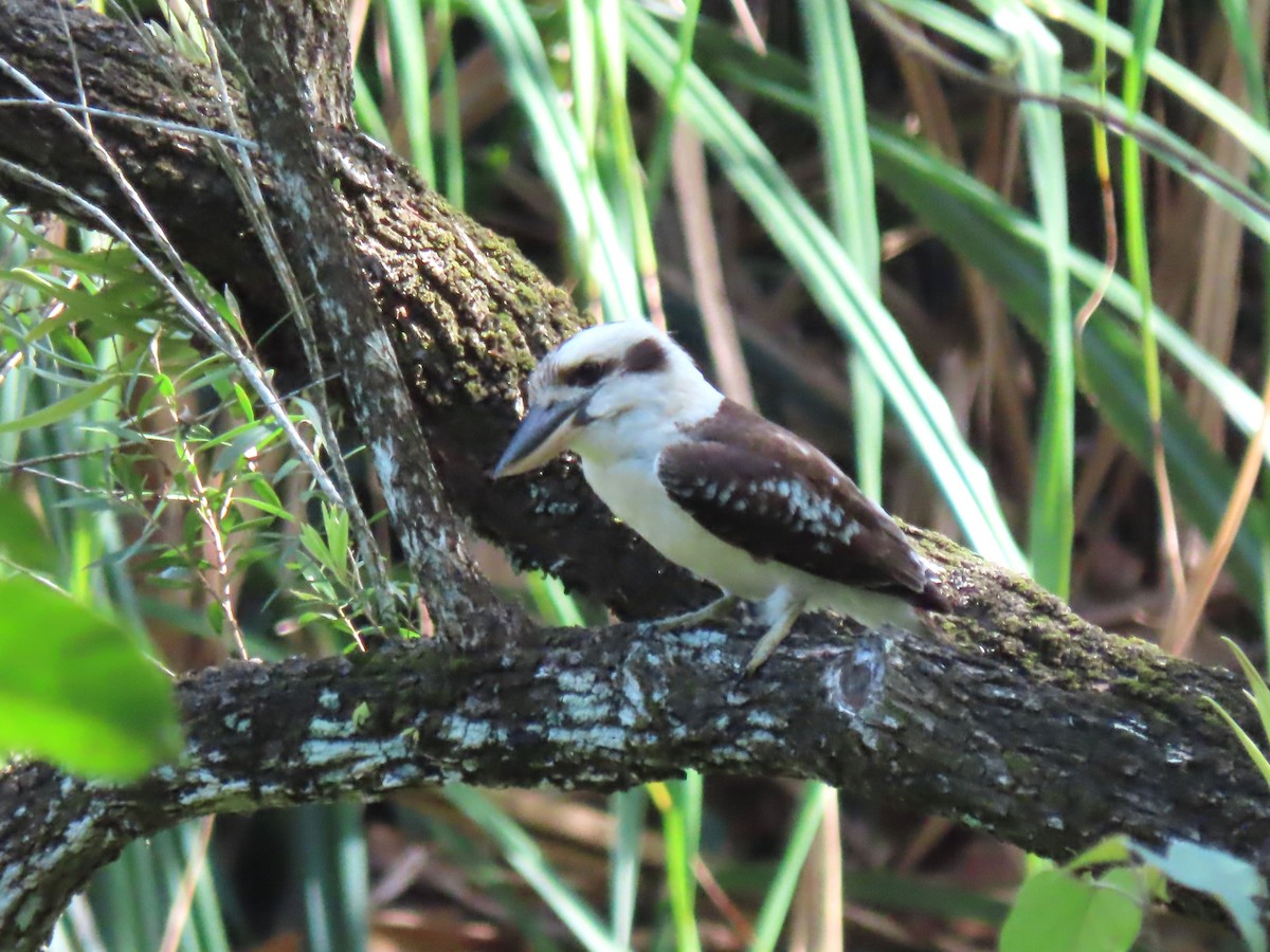 Laughing Kookaburra - ML645858101