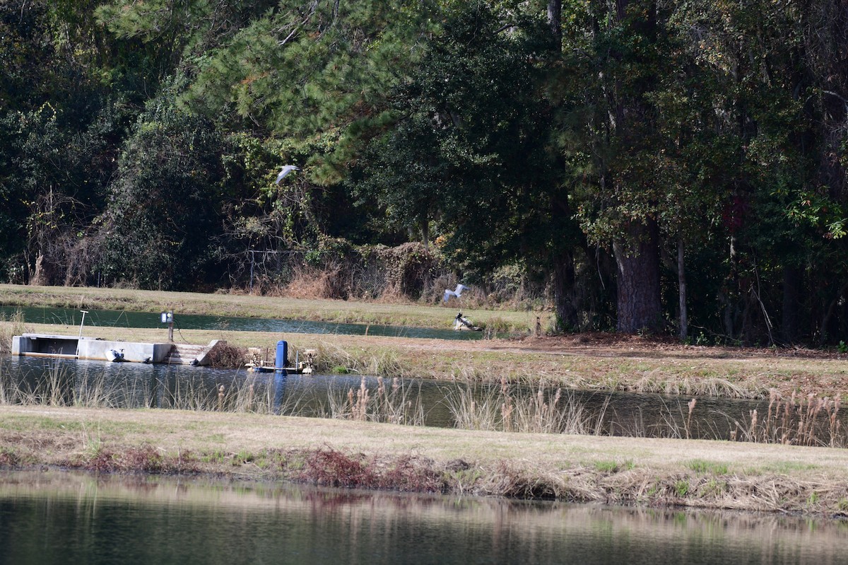 Garza Azulada - ML645858102