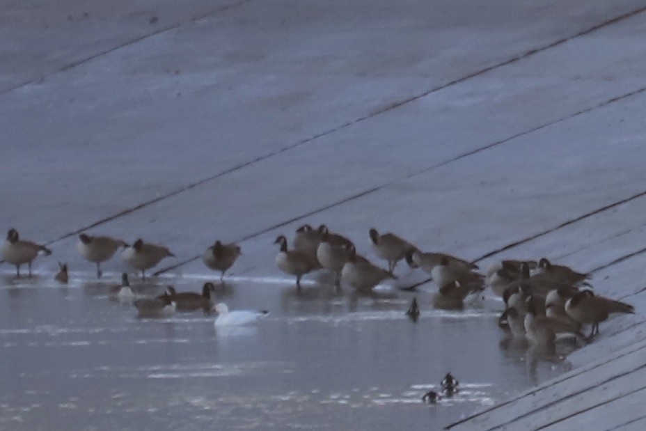 Snow Goose - ML645858103