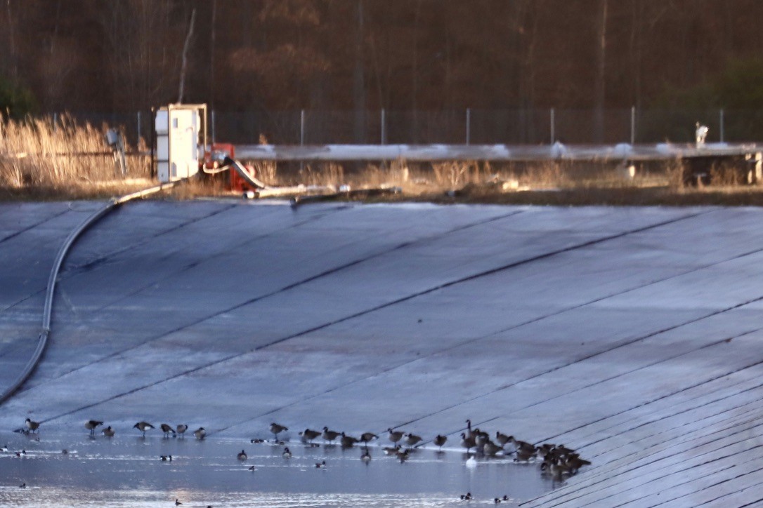 Snow Goose - ML645858104