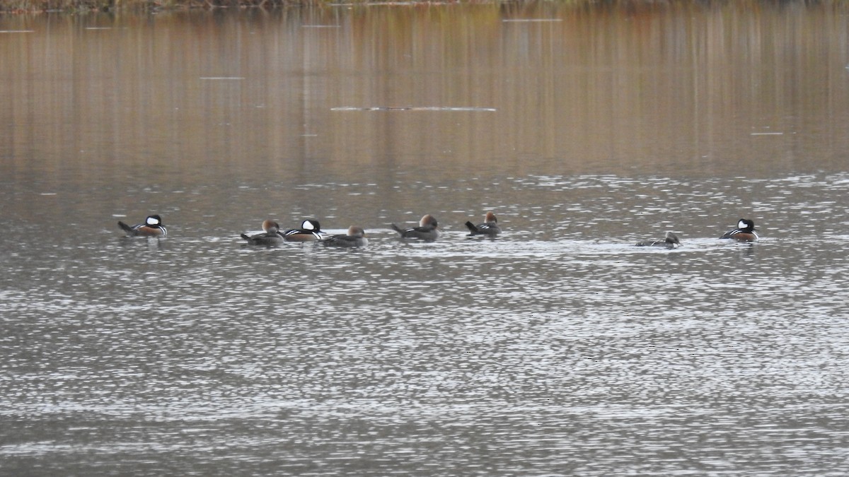 Hooded Merganser - ML645858105