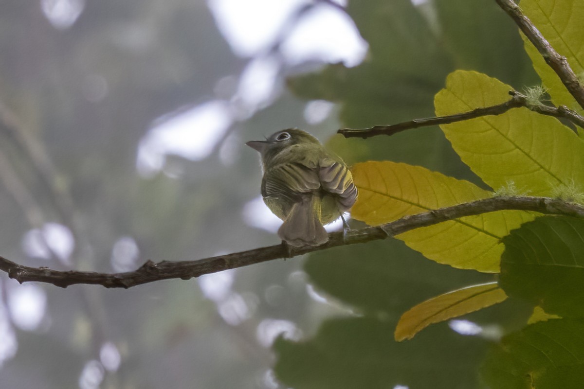 Eye-ringed Flatbill - ML645858106