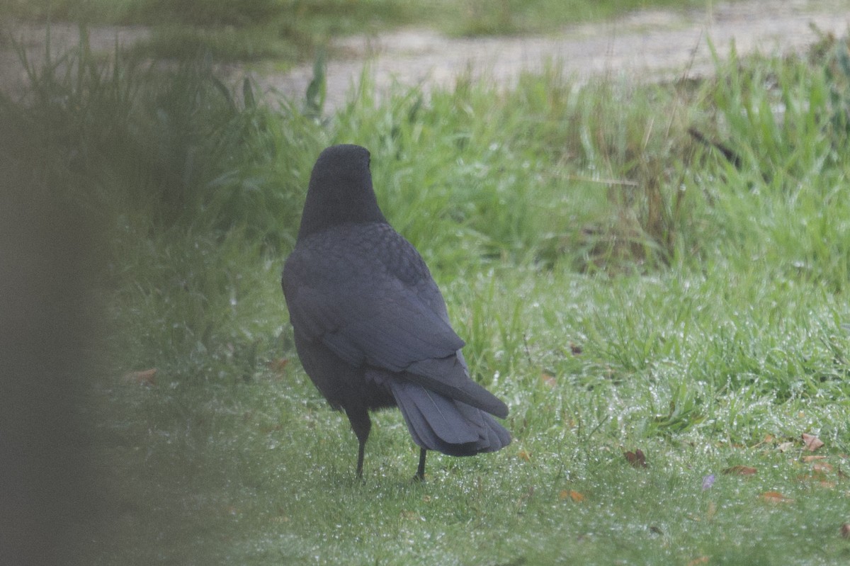 Carrion Crow - ML645858107
