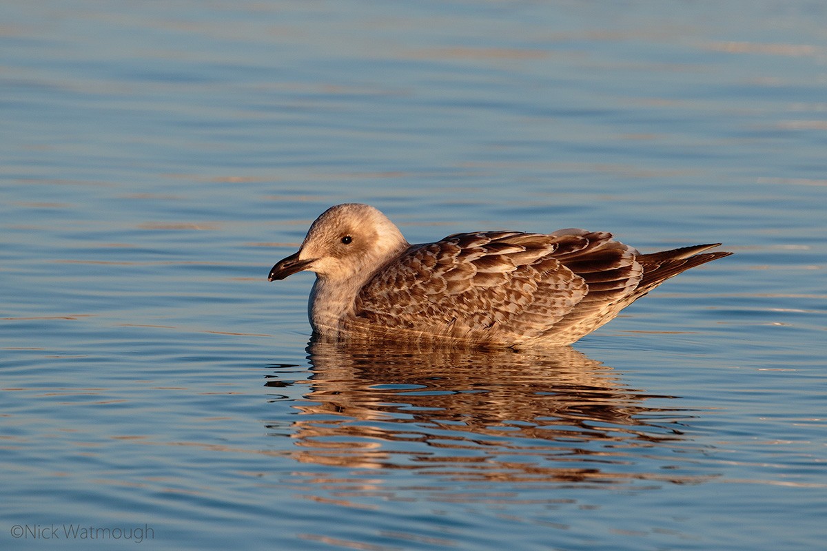 skifermåke - ML645858112