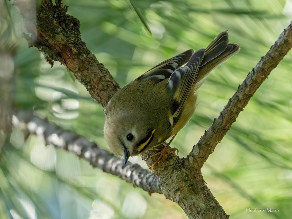 Goldcrest - ML645858113