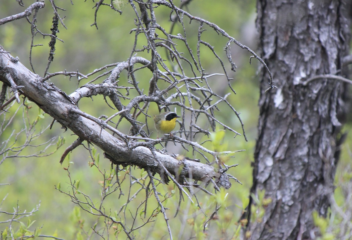 Common Yellowthroat - ML645858115