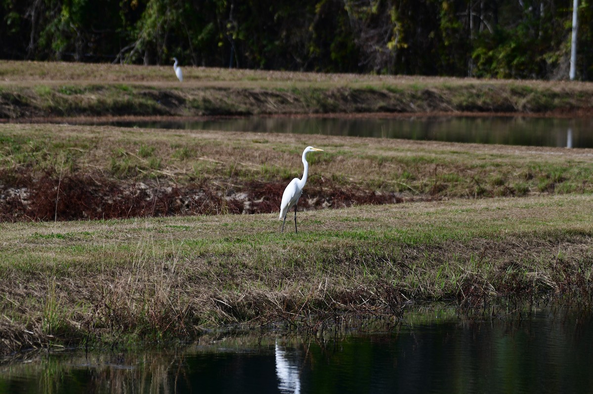 Airone bianco maggiore - ML645858116