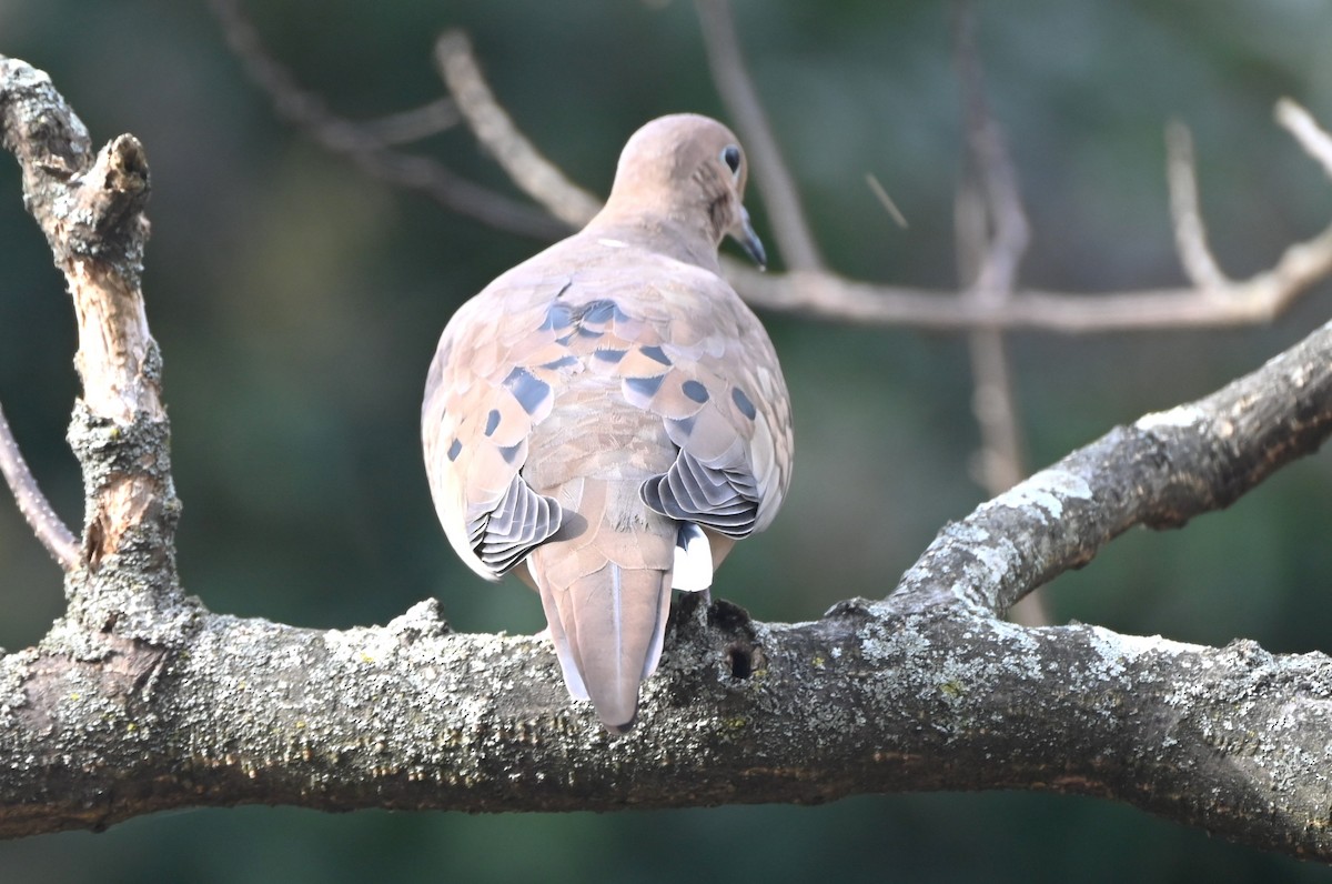 Mourning Dove - ML645858118