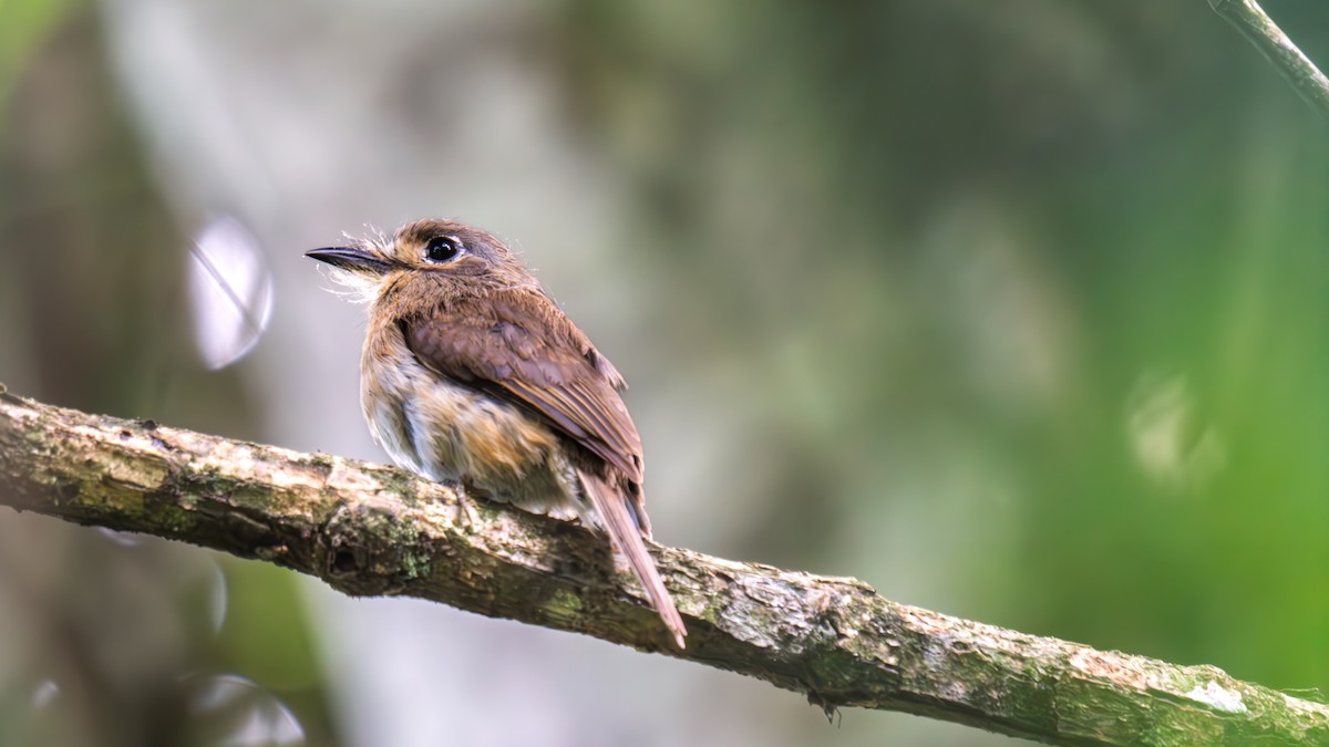 Рыжеватая ленивка - ML645858125